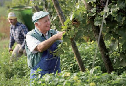 男性が葡萄を手摘みしている写真