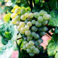 ショイレーベの葡萄の房の写真