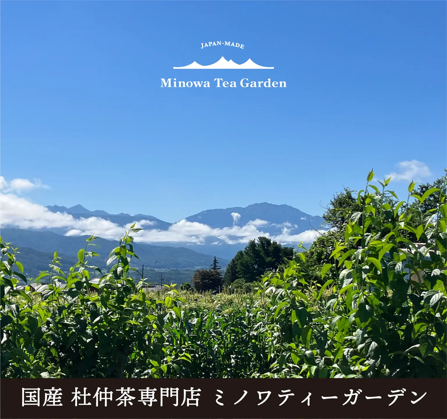 長野県伊那谷の杜仲茶Minowa Tea Garden